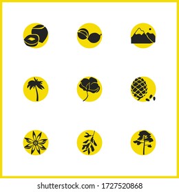 Iconos ecológicos con elementos de pino, flor de acacia y pino. Conjunto de íconos ecológicos y concepto de jacinto. Elementos vectoriales editables para el diseño de la interfaz de usuario de la aplicación del logotipo.