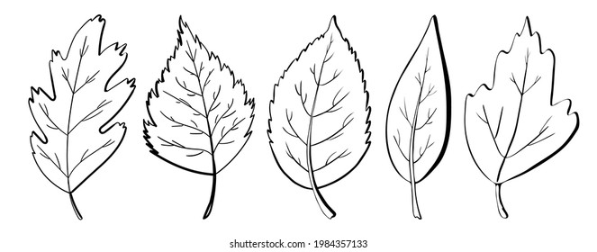Ecology leaf concept. Isolated on white background. Vector botanical illustration. Hand-drawn doodle herbal elements. Spring and summer flower and plant vector in line art outline style. 