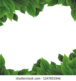 ecology leafs plant frame