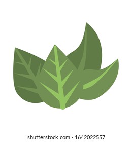 ecology leafs plant isolated icon vector illustration design