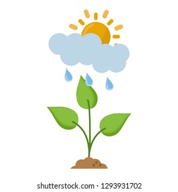ecology plant with clouds and sun