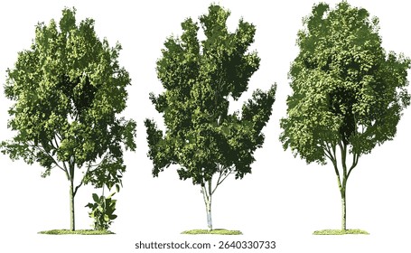 Ecology vector set, trees woods, transparent backgrounds, forest collection, nature illustrations, green leaves, eco designs, woodland art, environmental icons.