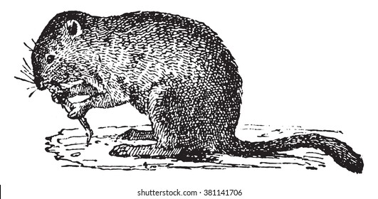 Economic vole, vintage engraved illustration. Dictionary of words and things - Larive and Fleury - 1895. 