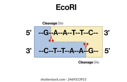 ECOR1 Restriction Enzyme Cleaving DNA at Recognition Site with Sequence on White Background Vector Illustration.