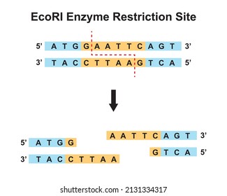 EcoRI Enzyme Restriction Site. Vector Illustration.