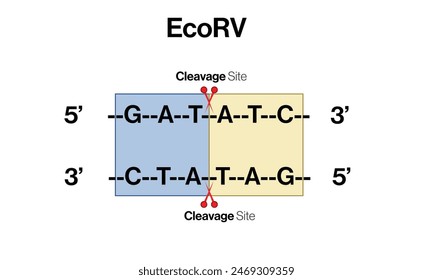 EcoRV Restriction Enzyme Action on DNA Sequence Vector Illustration, White Background.