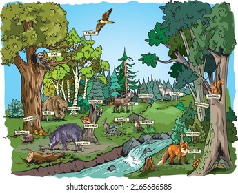 Ecosystem, biodiversity concept. Forest habitats, carnivore animals, birds in wild environment, nature. Wildlife, fauna diversity. Vector illustration. Poster. - Shutterstock ID 2165686585