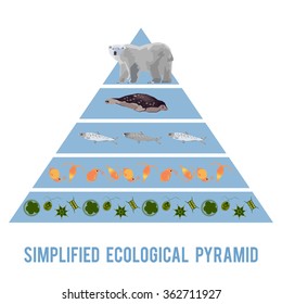 Ecosystem energy flow. Simplified ecological pyramid