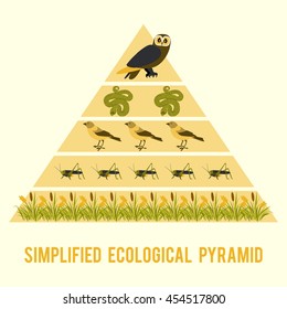 Ecosystem energy flow. Simplified ecological pyramid