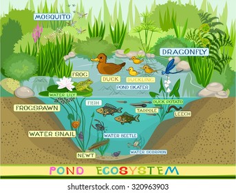 ecosystem of pond