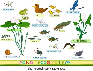 ecosystem of pond