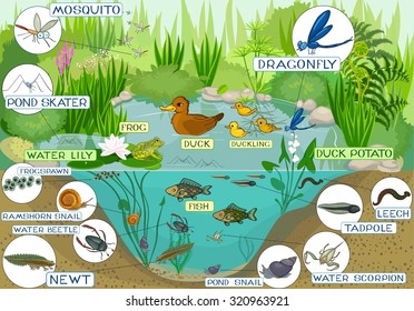 ecosystem of pond
