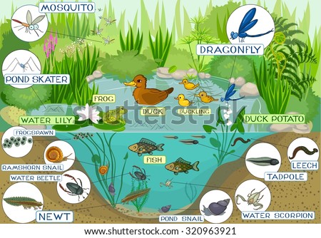 ecosystem of pond