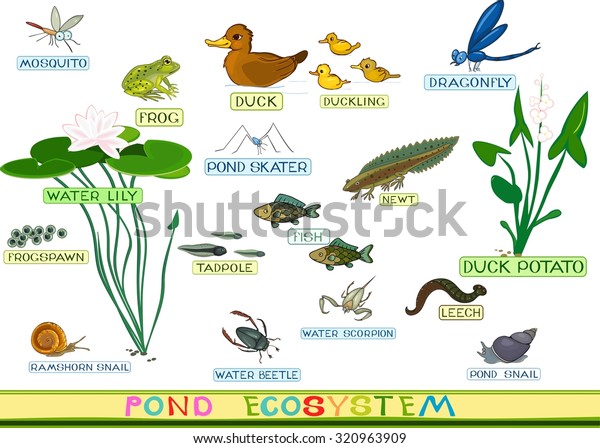 Ecosystem Pond Stock Vector (Royalty Free) 320963909