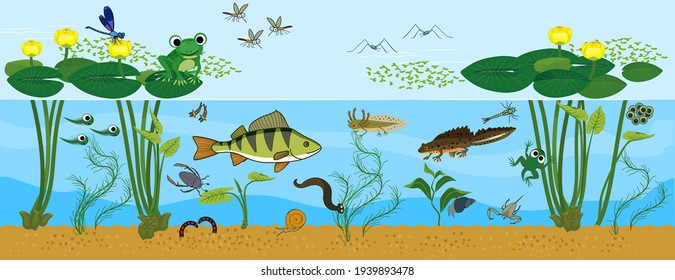 Ecosystem of pond. Animals living in pond. Diverse inhabitants of pond (fish, amphibian, leech, insects and bird) in their natural habitat