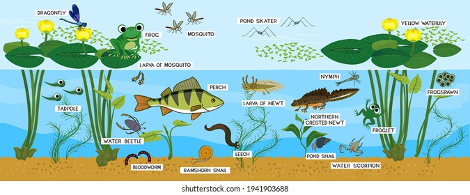 Ecosystem of pond. Animals living in pond. Diverse inhabitants of pond (fish, amphibian, leech, insects and bird) in their natural habitat with titles