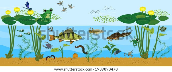 Ecosystem of pond. Animals living in pond.\
Diverse inhabitants of pond (fish, amphibian, leech, insects and\
bird) in their natural\
habitat