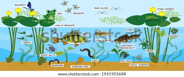 Ecosystem of pond. Animals living in pond. Diverse\
inhabitants of pond (fish, amphibian, leech, insects and bird) in\
their natural habitat with\
titles
