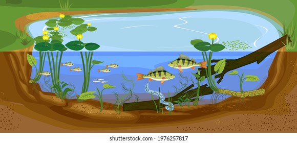 Ecosystem of pond. Development of perch (Perca fluviatilis) freshwater fish from egg to adult animal in natural habitat