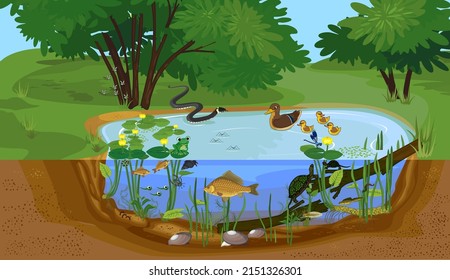 Ecosystem of pond with different animals (birds, insects, reptiles, fishes, amphibians) in their natural habitat. Schema of pond ecosystem structure for biology lessons - Shutterstock ID 2151326301