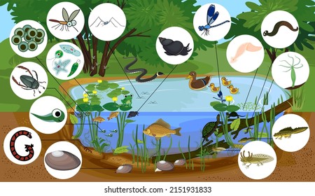 Ecosystem of pond with different animals (birds, insects, reptiles, fishes, amphibians) in their natural habitat. Schema of pond ecosystem structure for biology lessons