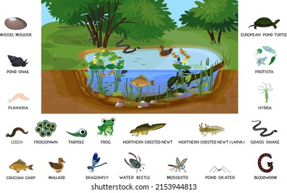 Ecosystem of pond with different animals (birds, insects, reptiles, fishes, amphibians) in their natural habitat. Schema of pond ecosystem structure for biology lessons