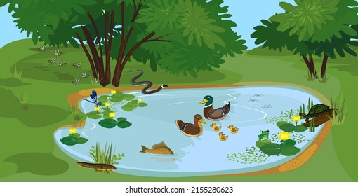 Ecosystem of pond with different animals (birds, insects, reptiles, fishes, amphibians) in their natural habitat. Schema of pond ecosystem structure for biology lessons