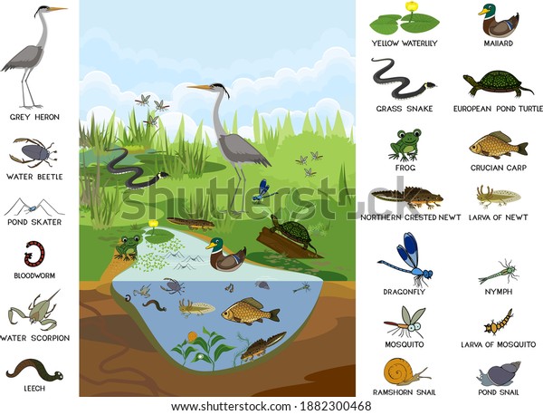 Ecosystem of pond with different animals\
(birds, insects, reptiles, fishes, amphibians) in their natural\
habitat. Schema of pond\
structure