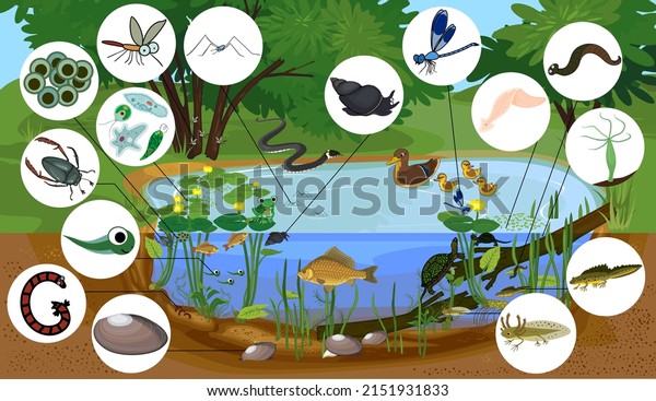Ecosystem of pond with\
different animals (birds, insects, reptiles, fishes, amphibians) in\
their natural habitat. Schema of pond ecosystem structure for\
biology lessons