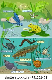 4,926 Freshwater lake ecosystem Images, Stock Photos & Vectors ...