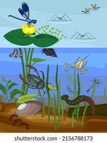 Ecosystem of pond with different invertebrates animals (insects, molluscs, leech) in their natural habitat. Schema of pond biotope structure for biology lessons