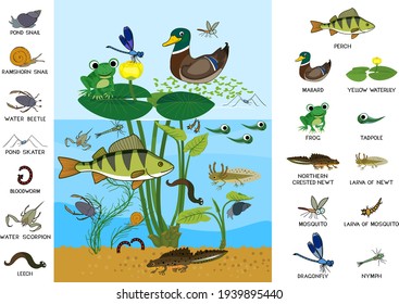 Ecosystem of pond. Diverse inhabitants of pond (fish, amphibian, leech, insects and bird) in their natural habitat. Cartoon animals living in pond