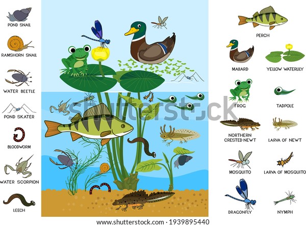 Ecosystem of pond. Diverse inhabitants of pond\
(fish, amphibian, leech, insects and bird) in their natural\
habitat. Cartoon animals living in\
pond
