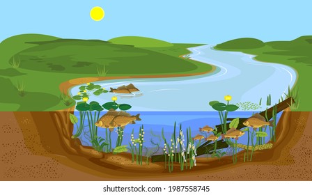 Ecosystem of pond and fish life cycle. Sequence of stages of development of Crucian carp (Carassius) freshwater fish from egg to adult animal in natural habitat