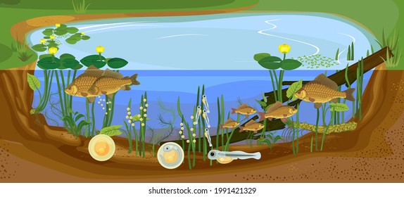 Ecosystem of pond and fish life cycle. Sequence of stages of development of Crucian carp (Carassius) freshwater fish from egg to adult animal in natural habitat