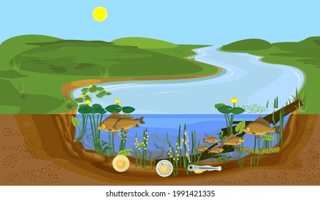 Ecosystem of pond and fish life cycle. Sequence of stages of development of Crucian carp (Carassius) freshwater fish from egg to adult animal in natural habitat