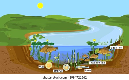 Ecosystem of pond and fish life cycle. Sequence of stages of development of Crucian carp (Carassius) freshwater fish from egg to adult animal in natural habitat