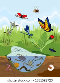 Ecosystem of pond. Insects and other invertebrates animals in their natural habitat. Schema of pond structure