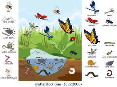 Ecosystem of pond. Insects and other invertebrates animals in their natural habitat. Schema of pond structure