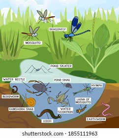 Life Cycle Mosquito Pond Illustration Stock Vector (Royalty Free ...