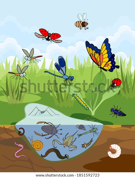 Ecosystem of pond.\
Insects and other invertebrates animals in their natural habitat.\
Schema of pond\
structure