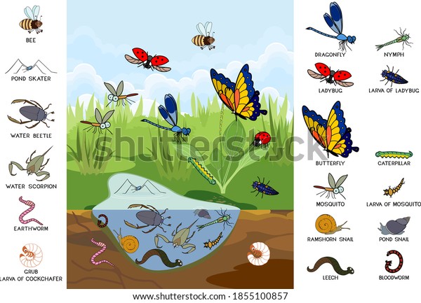 3,341 Other Invertebrates Images, Stock Photos & Vectors | Shutterstock