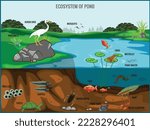 Ecosystem of pond vector illustration. Animals living in pond. Diverse inhabitants of pond fish, amphibian, leech, insects and bird in their natural habitat. Pond ecosystem structure for biology