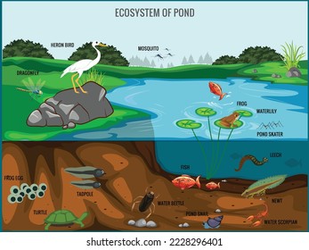 Ecosystem of pond vector illustration. Animals living in pond. Diverse inhabitants of pond fish, amphibian, leech, insects and bird in their natural habitat. Pond ecosystem structure for biology