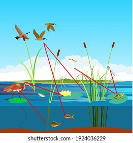 Ecosystem of the rivers and lakes, food chain and other habitants, vector landscape