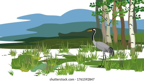 Ecosystem of swamp and common crane