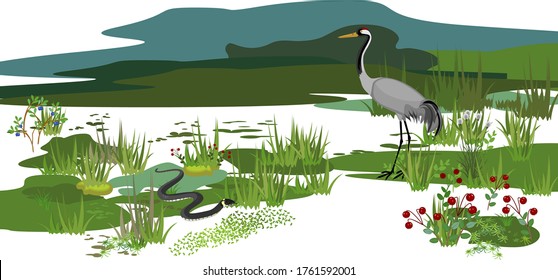 Ecosystem of swamp. Different swamp inhabitants: animals and plants