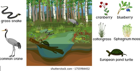 Ecosystem of swamp. Different swamp inhabitants with title: animals and plants isolated on white background