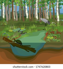 Ecosystem of swamp wit different swamp inhabitants (plants and animals)