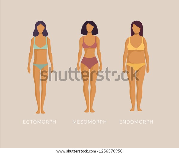 Ektomorph Mesomorph Endomorph Frauen In Unterwasche Stock Vektorgrafik Lizenzfrei